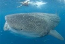 Whale Shark Encounter Snorkel Tour